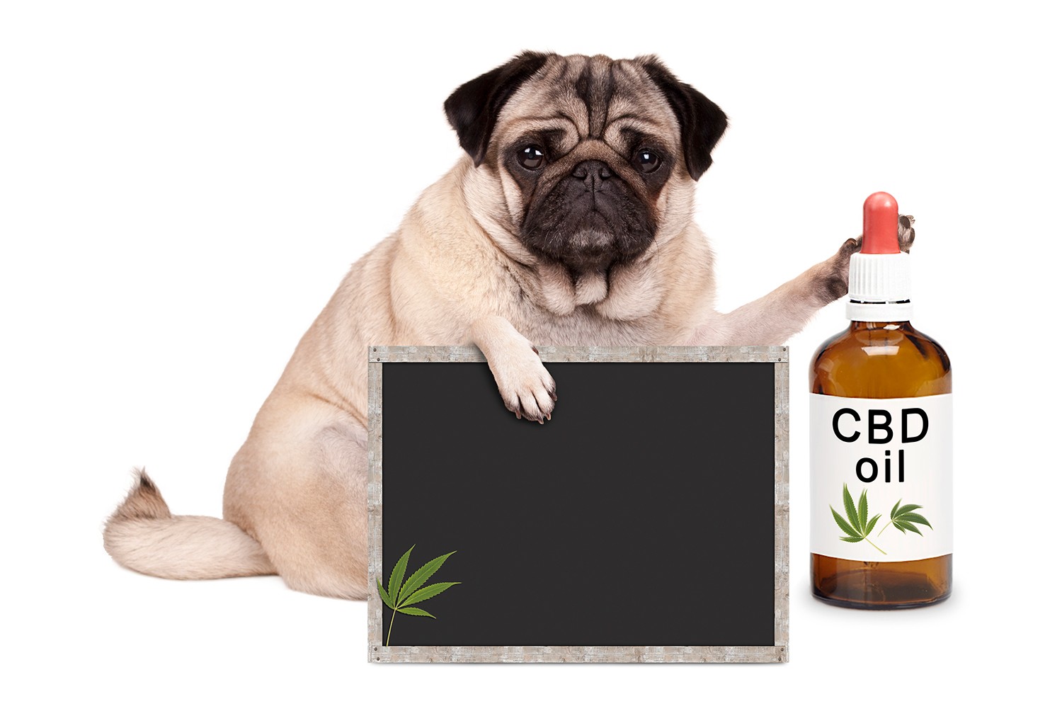 5 Best CBD Oils For Dogs