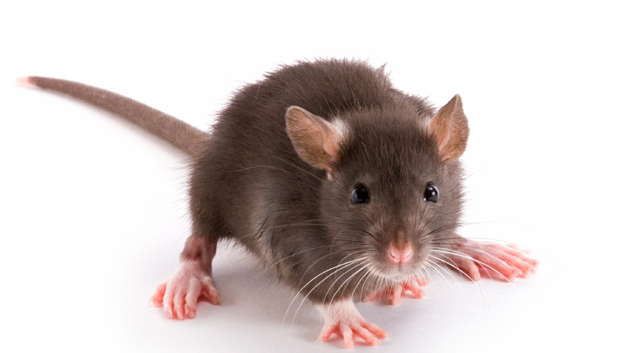 Benefits of  Proper Rat Removal Procedure