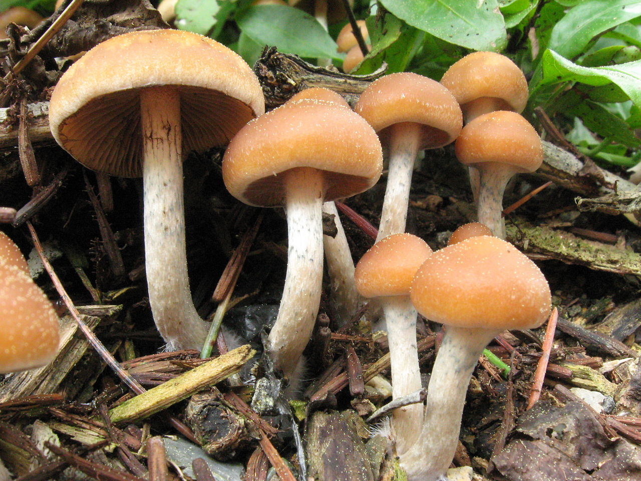 With These 5 Tips One Can Have An Amazing Magic Mushroom Trip!