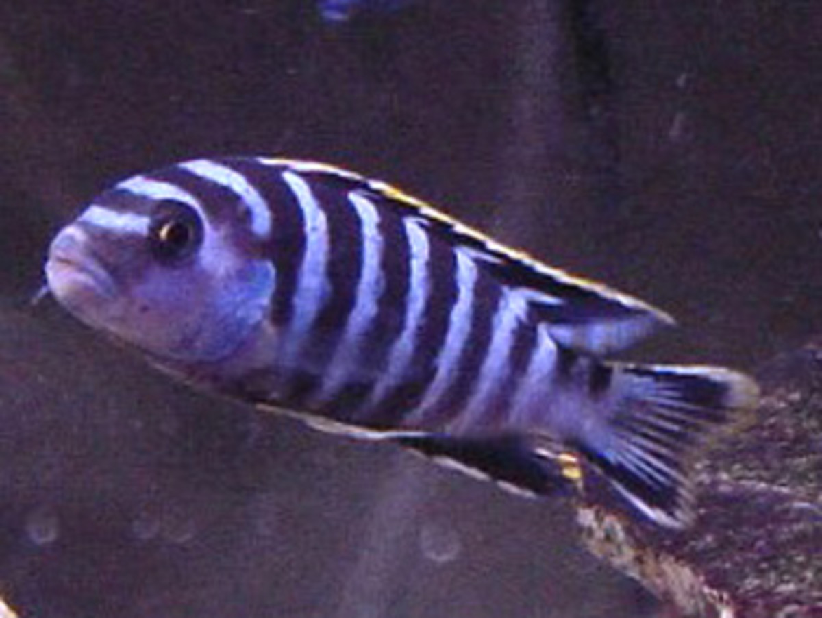 Cichlids: What Type Of Fishes Are These?